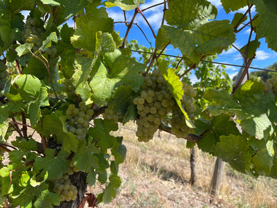 Bacchus Weißwein aus Tauberfranken: Ein fruchtiges und aromatisches Geschmackserlebnis von den Becksteiner Winzern